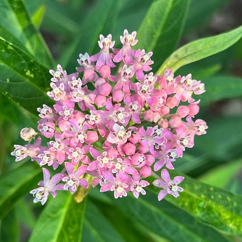 Narrowleaf Milkweed
