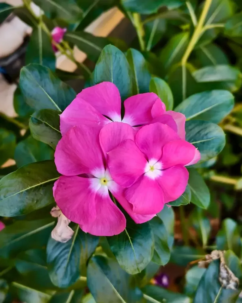 Pink Vinca (Periwinkle)