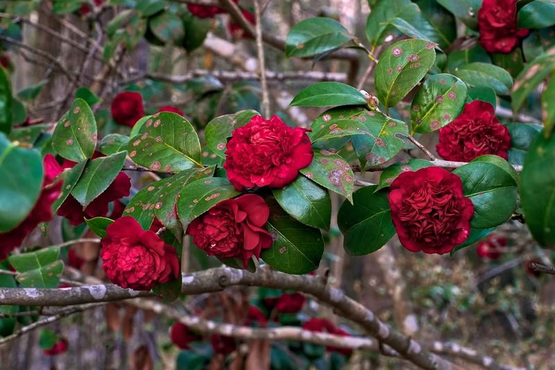 Professor Sargent (Camellia japonica)