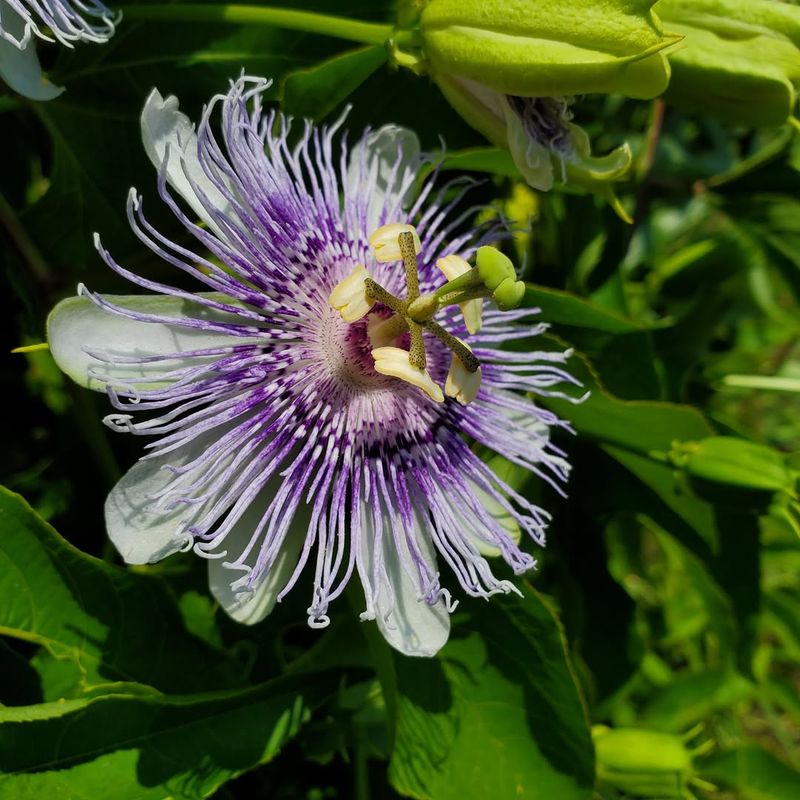 Passionflower Vine Climbing Fast With Unique Blooms