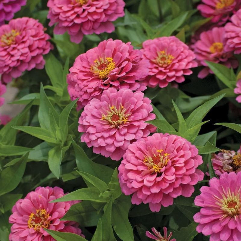 Pink Zinnias