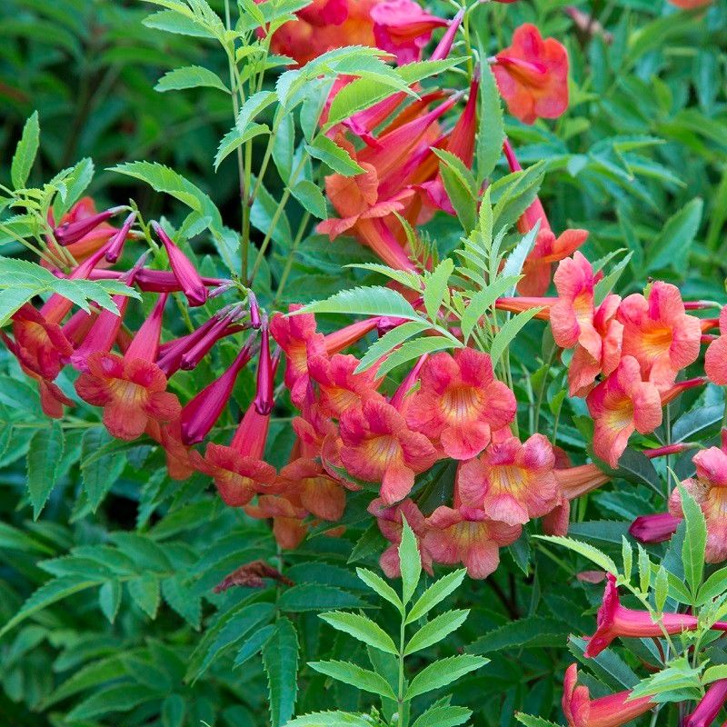 Pink Esperanza (Tecoma Pink Varieties)