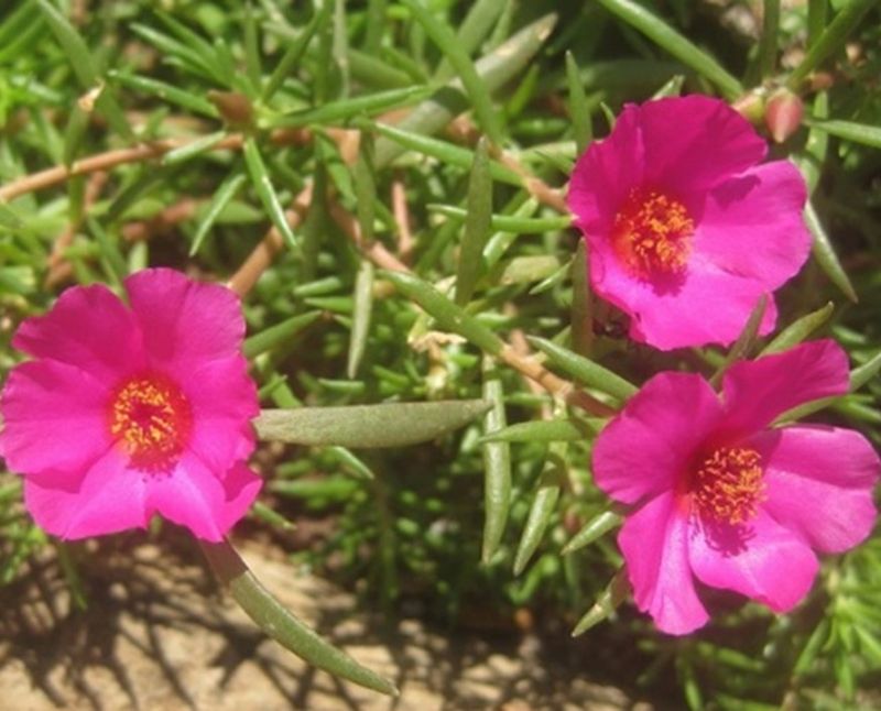 Pink Moss Rose (Portulaca)