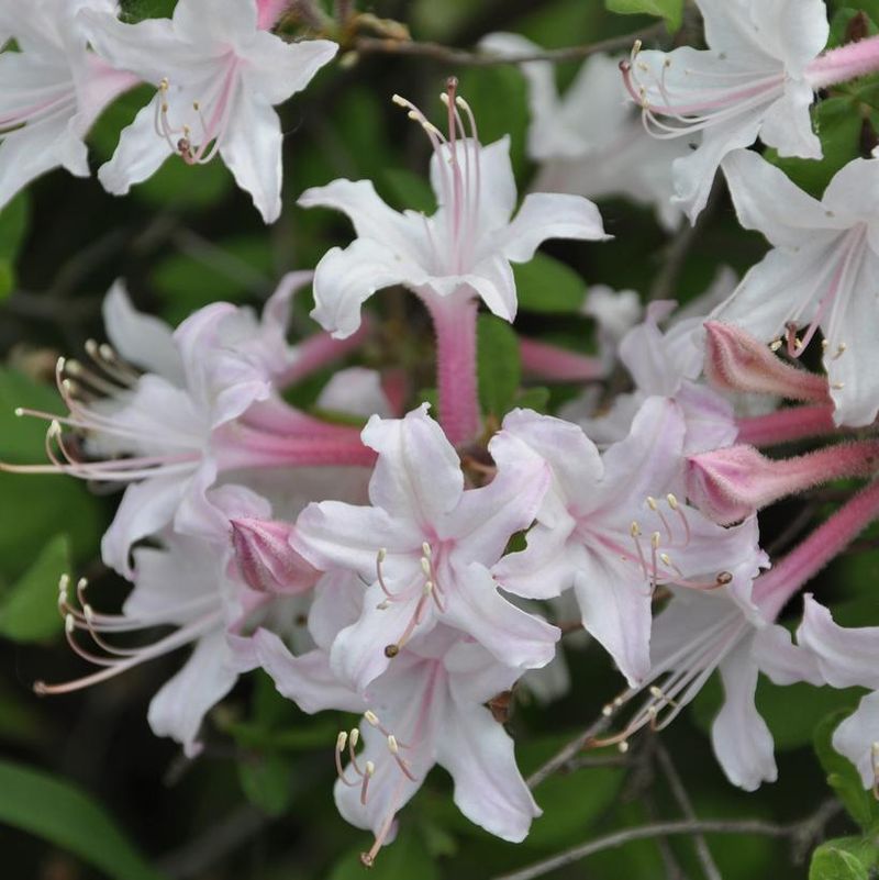 Coastal Azalea (Rhododendron atlanticum)