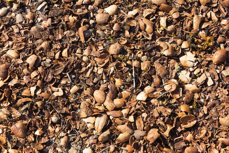 They Make A Surprisingly Effective Mulch Layer