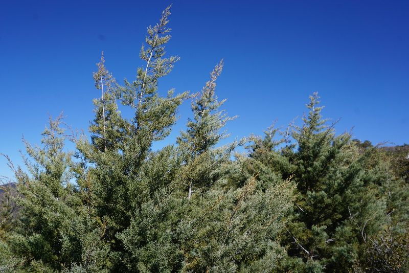 Cuyamaca Cypress Brings Native Shelter To Quiet Garden Corners