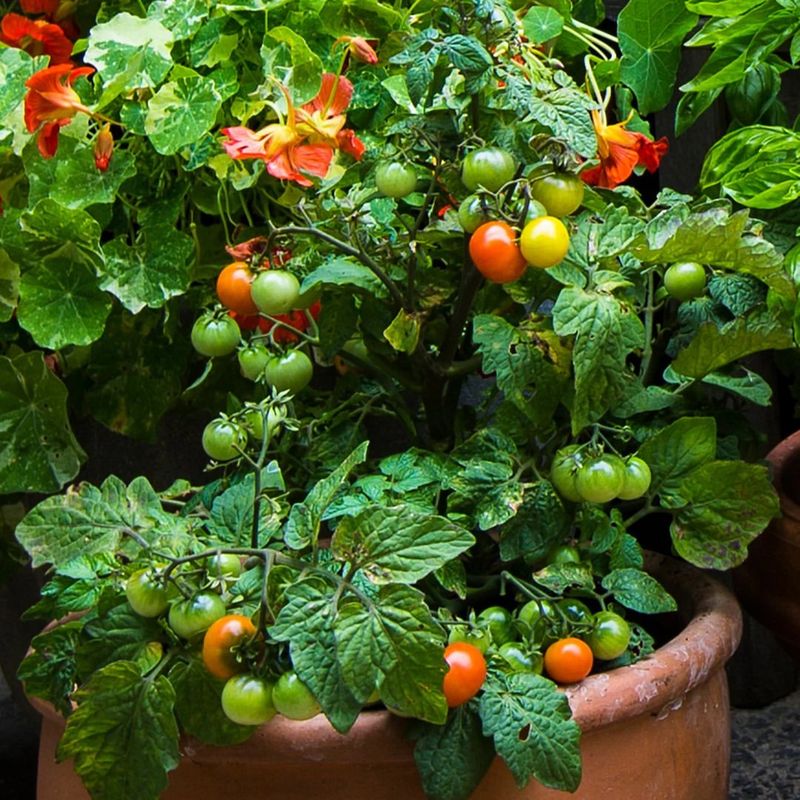 Feed Regularly To Support Growth And Fruit