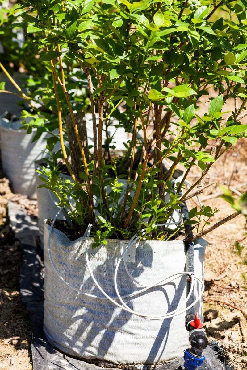 Water Consistently To Keep Soil Slightly Moist