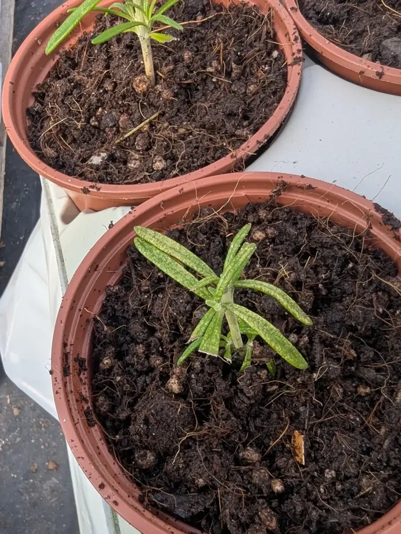 Keep Soil Lightly Moist Not Wet