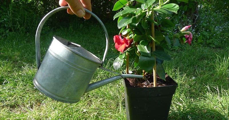 Water When The Top Layer Starts To Dry