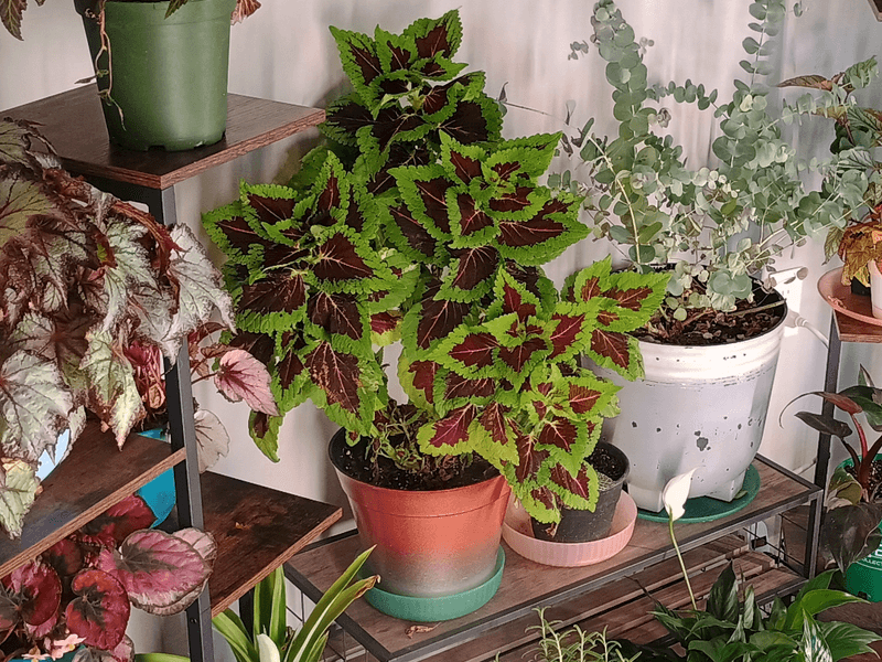 Keep It Away From Direct Sun To Prevent Leaf Fading
