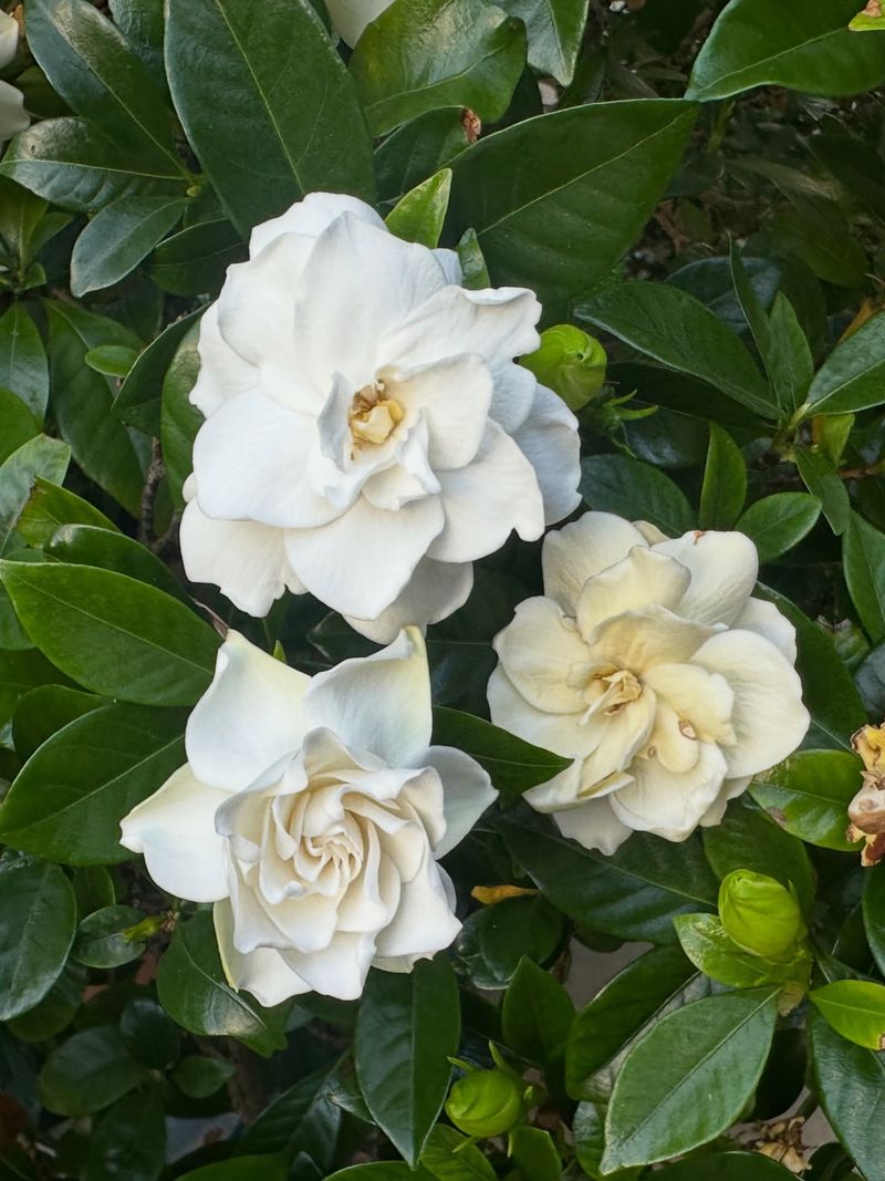 Feed With A Balanced Fertilizer During Active Growth