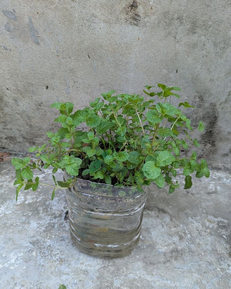 Water When The Soil Begins To Dry