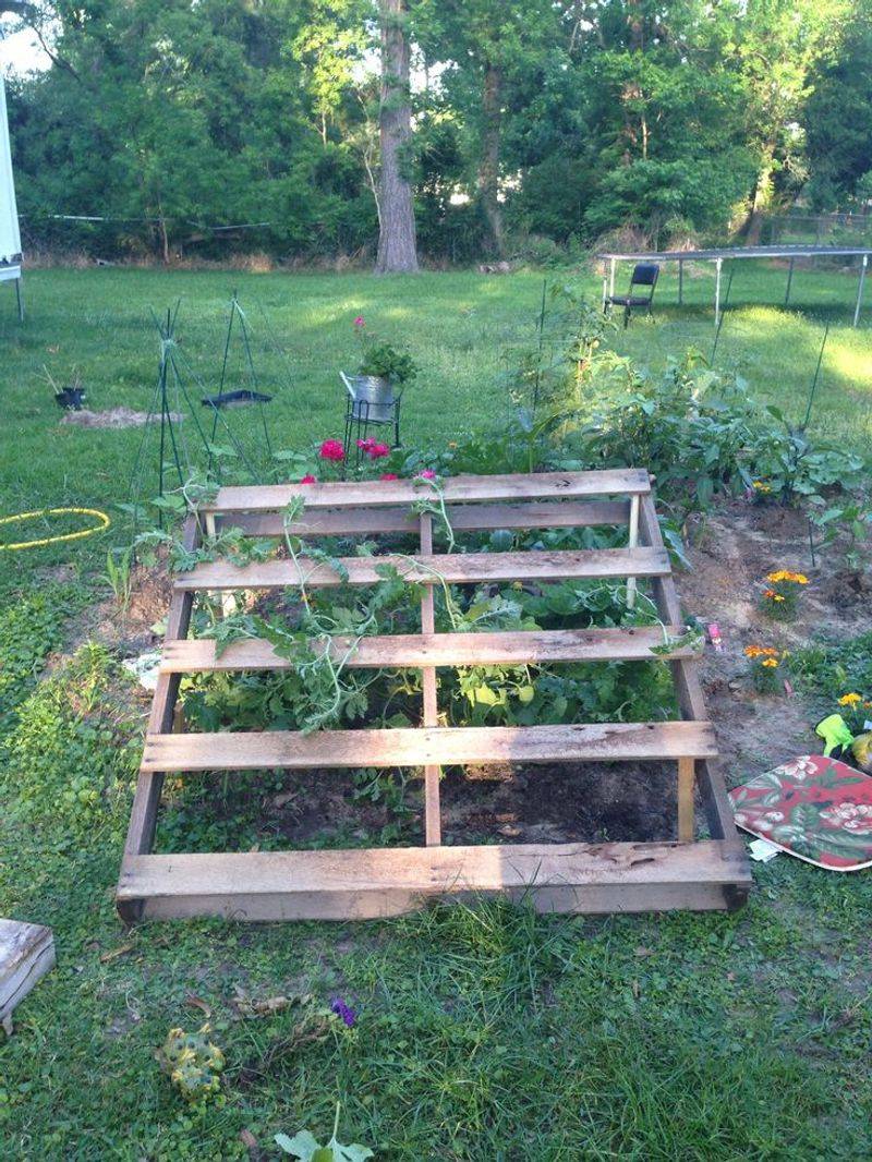Guide Young Vines Onto The Pallet As They Grow