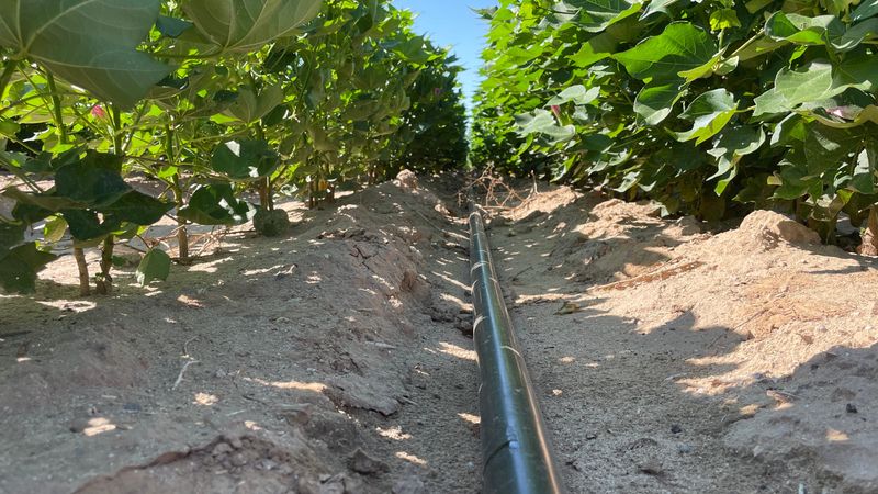Inspect Drip Irrigation Before Extreme Heat Arrives