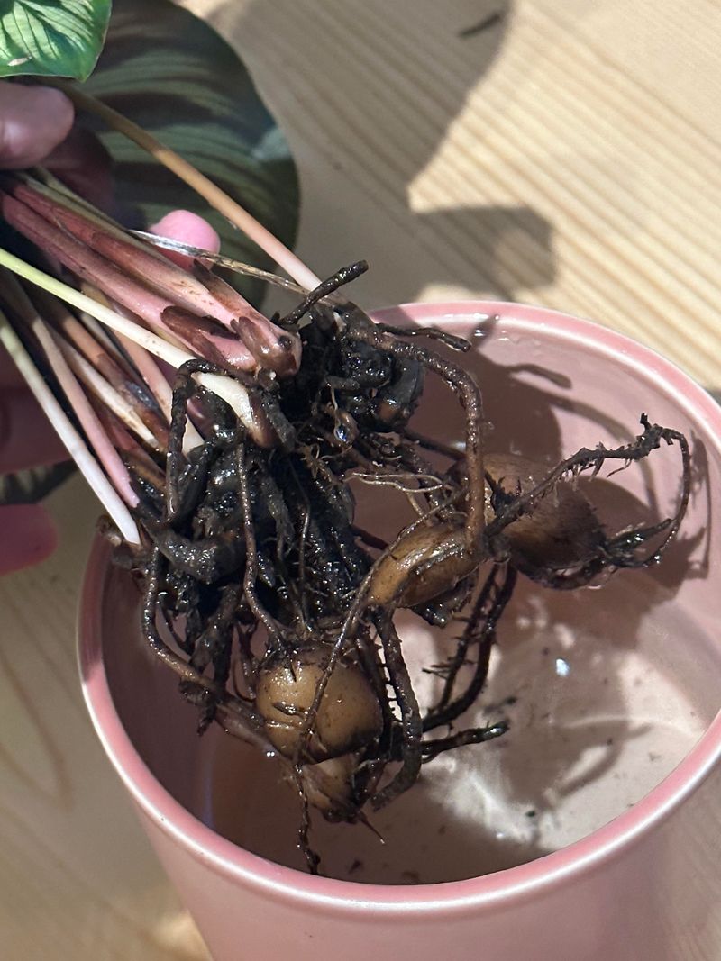 Using Soil That Holds Too Much Water Around Roots