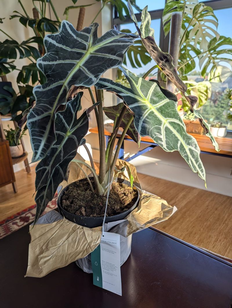 Keeping It In Low Light