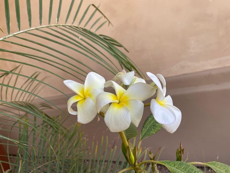 Fertilizing Too Early Before Active Growth Starts