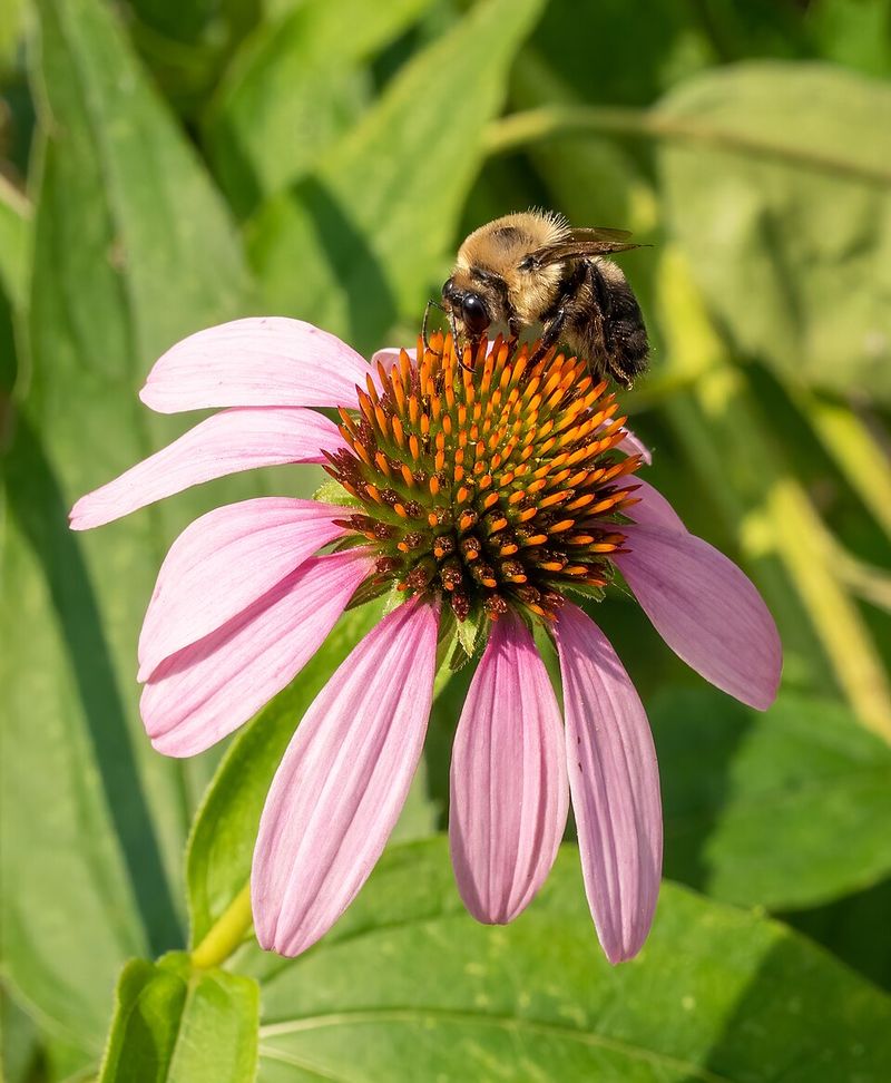 Purple Coneflower Handles Heat And Attracts Pollinators