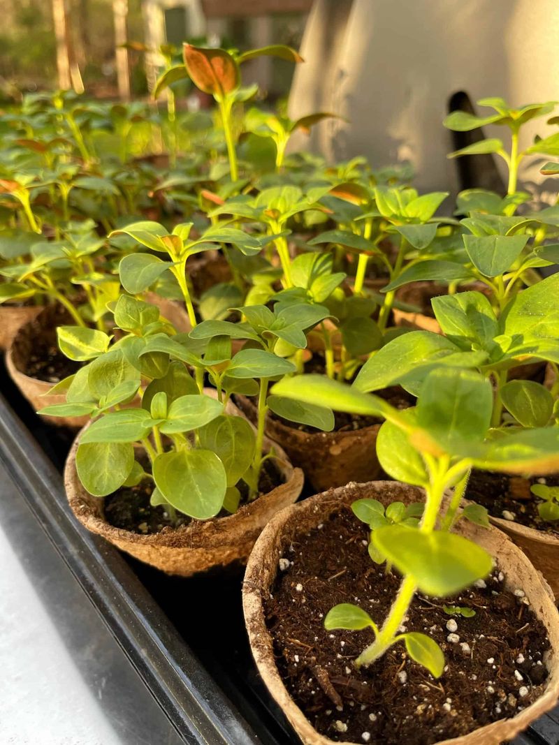 Harden Off Seedlings More Carefully In Zone 5b