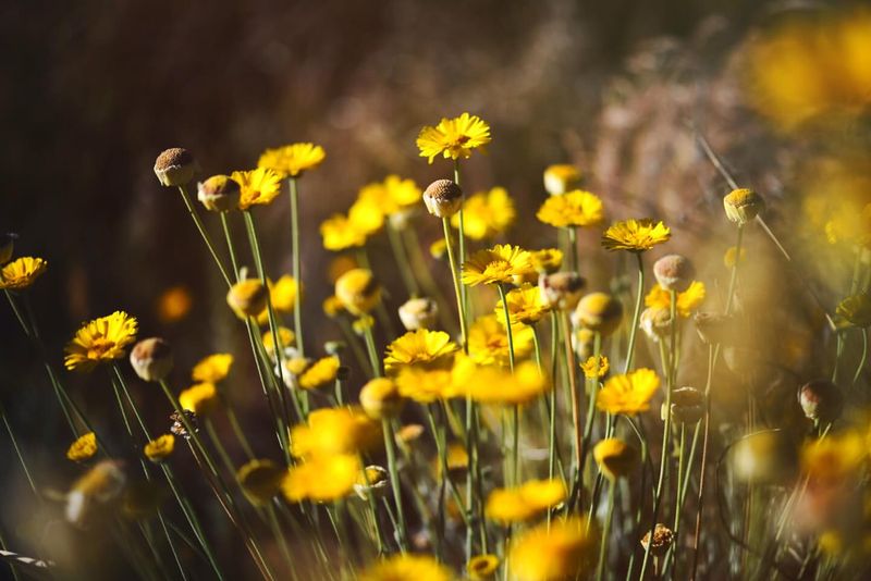 Use Drought-Resistant Plants