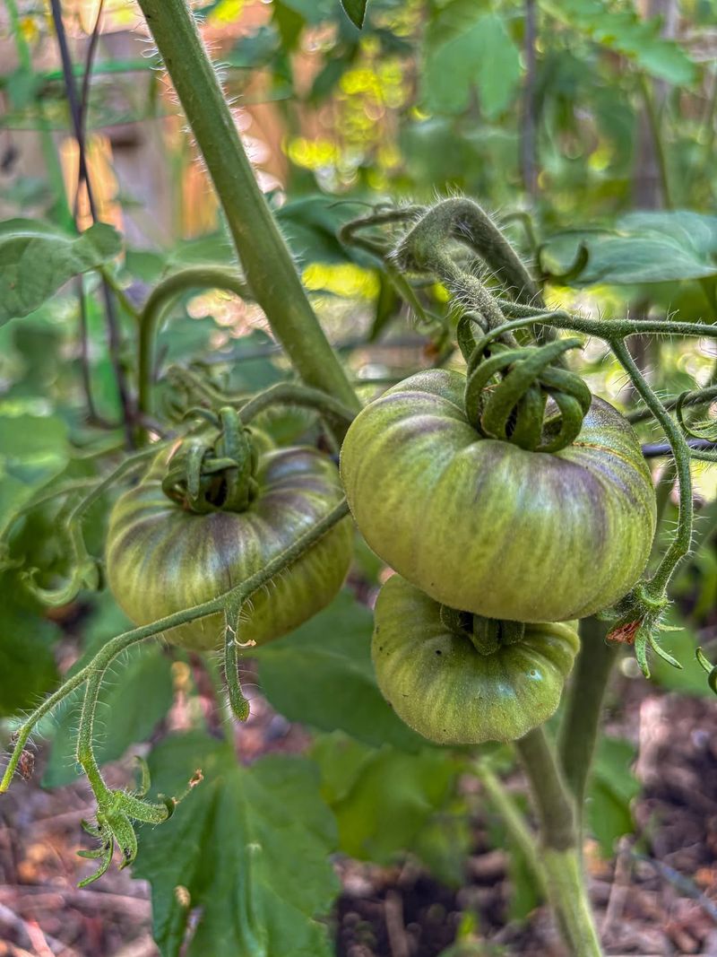 Give Tomatoes Full Sun To Support Heavy Fruit Set