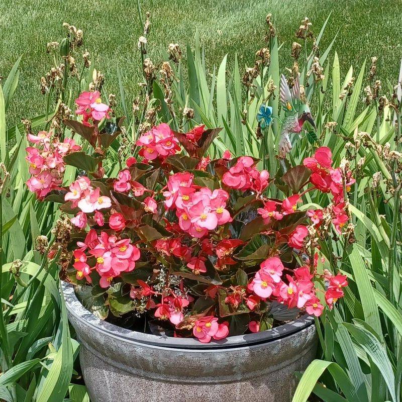 Use Well-Drained Soil To Prevent Root Issues