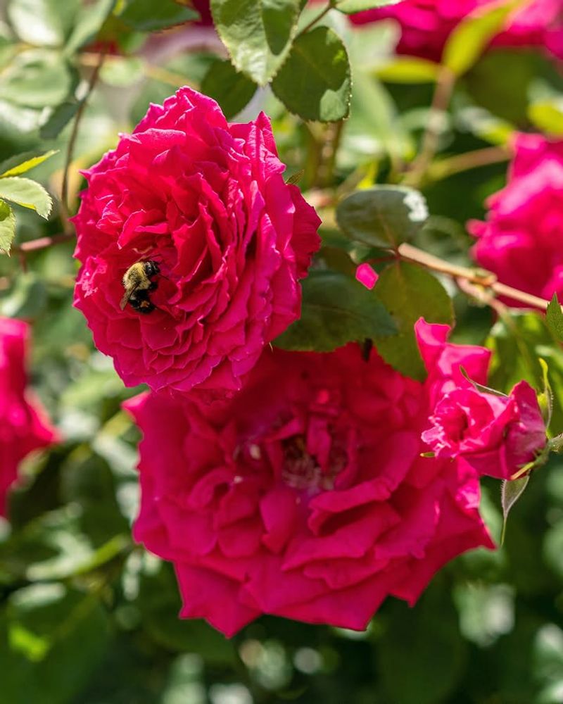 Space Roses Properly