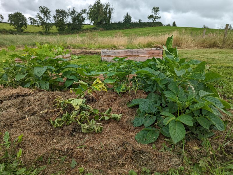 Prepare Loose, Rich Soil