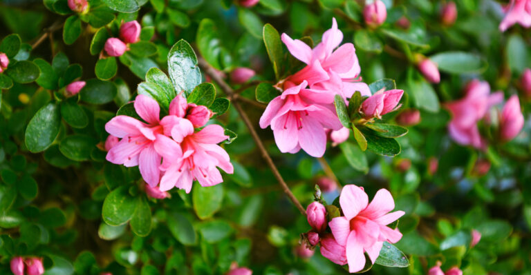 Plant Azalea Bushes This Way For Better Blooms In Oregon Gardens