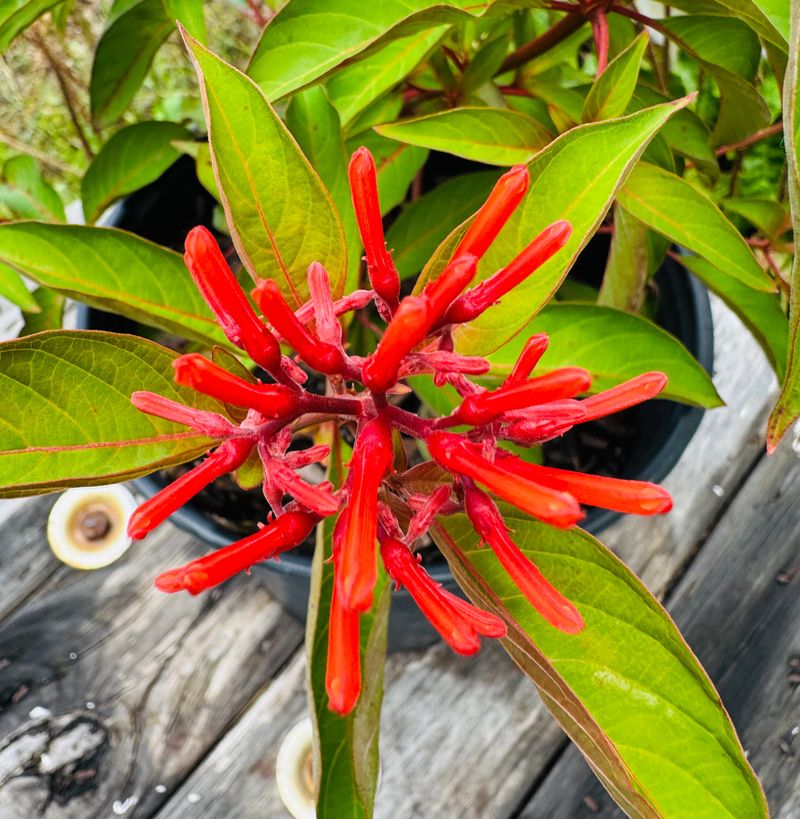 Grow Firebush For Bold Color And Pollinator Power