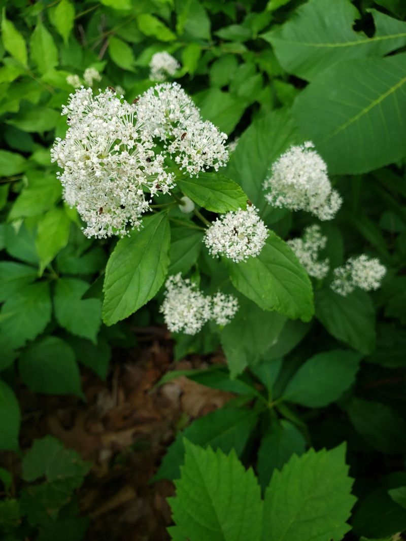 Use New Jersey Tea For Light Shrub Structure