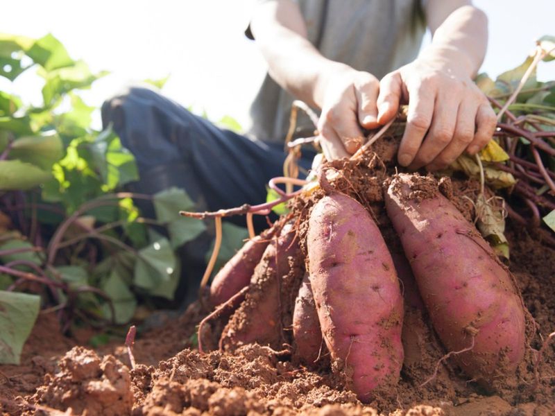 Tuck In Sweet Potatoes For Vines Now And Roots Later