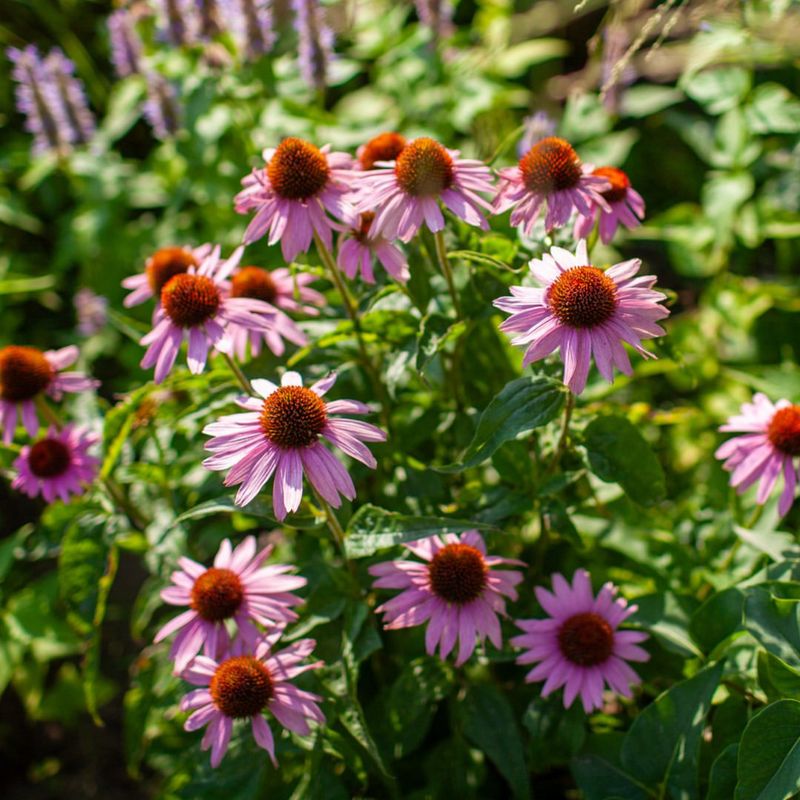 Add Purple Coneflower For Long Lasting Pollinator Color