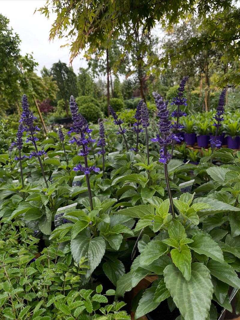 Use Salvia For Heat And Drought Tolerance