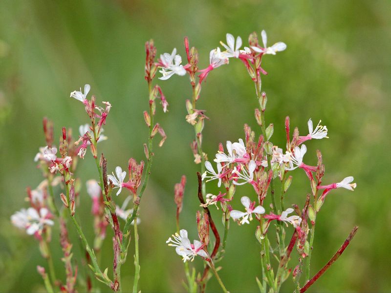 Keep Southern Beeblossom In Bounds With Smart Deadheading