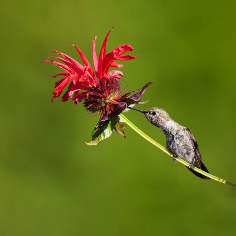 Add Bee Balm For Summer Hummingbird Action