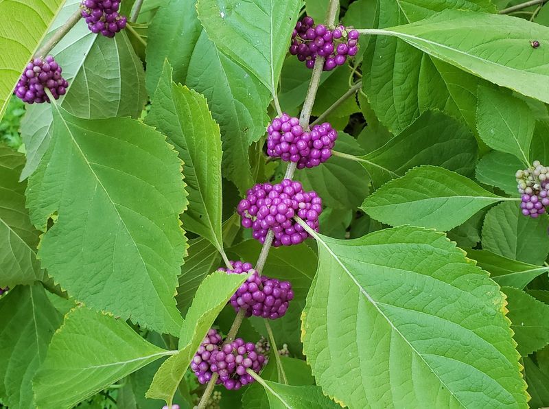 Add American Beautyberry For Dense Understory Cover