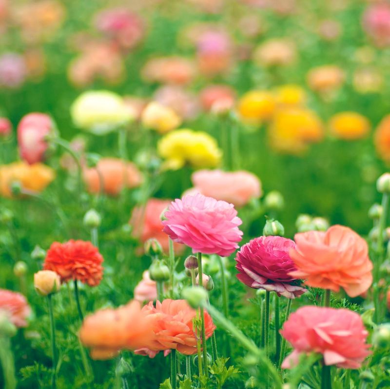 Full Sun And Well-Drained Soil Support Strong Growth