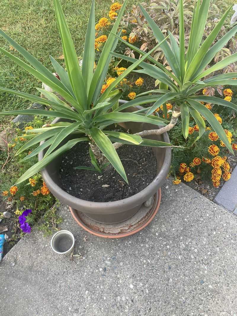 Choose Yucca For Striking Shape And Dry Tolerance