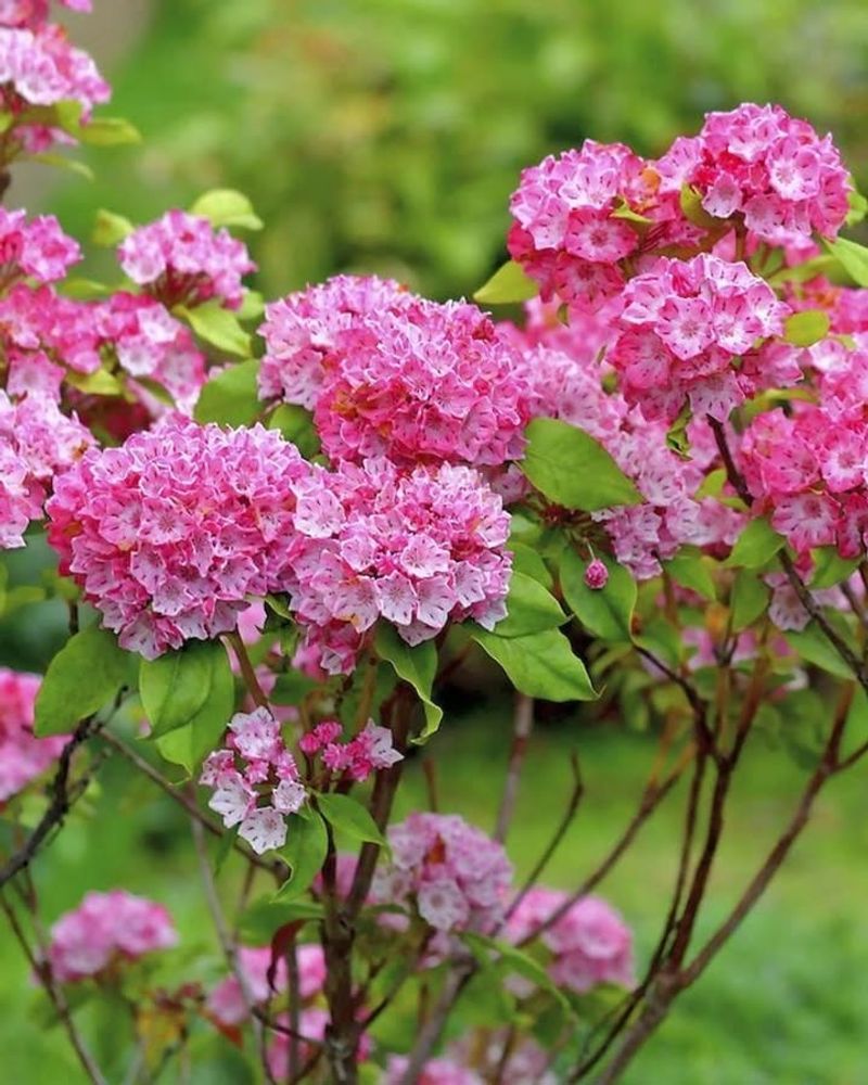Add Flowering Shrubs For Long-Lasting Seasonal Interest