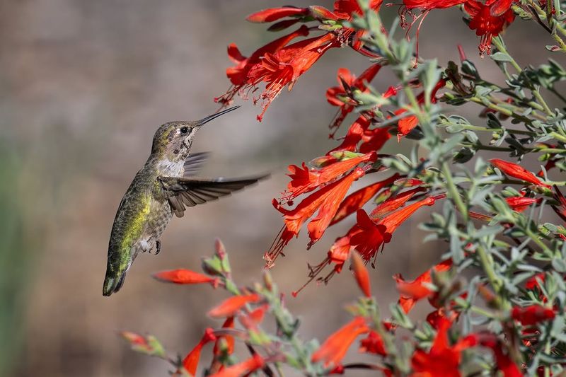 Choose Bright, Tubular Flowers They Love