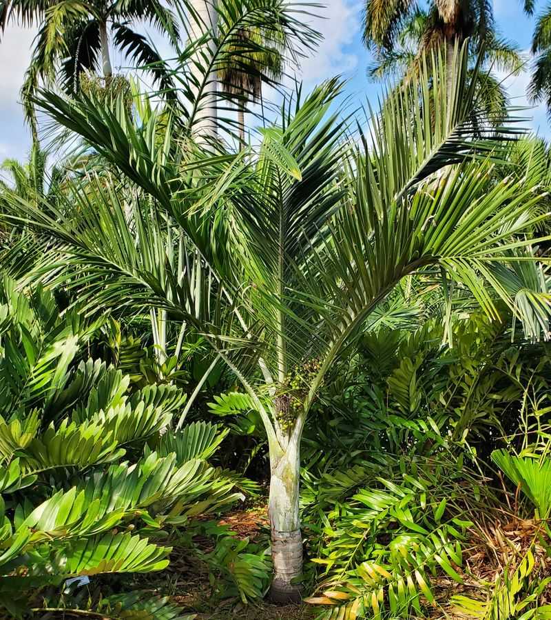 Choose Buccaneer Palm For Dry Sunny South Florida Yards