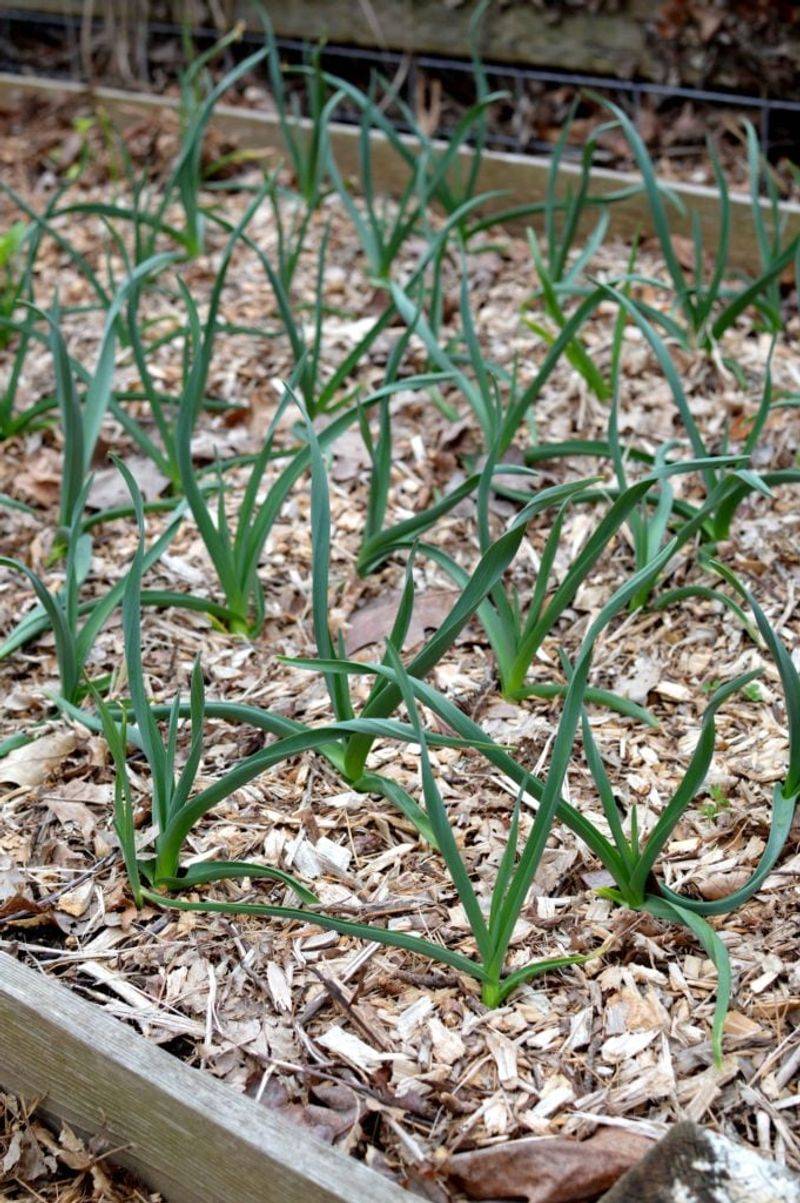 Choose Softneck Or Adapted Varieties That Perform Well
