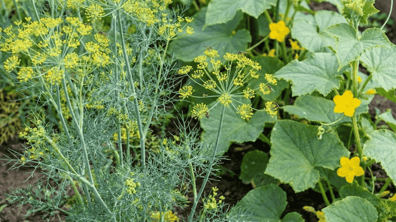 Add Dill To Bring In More Beneficial Insects