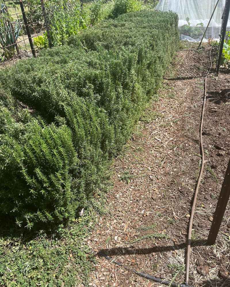 Give Roots Fast Drainage