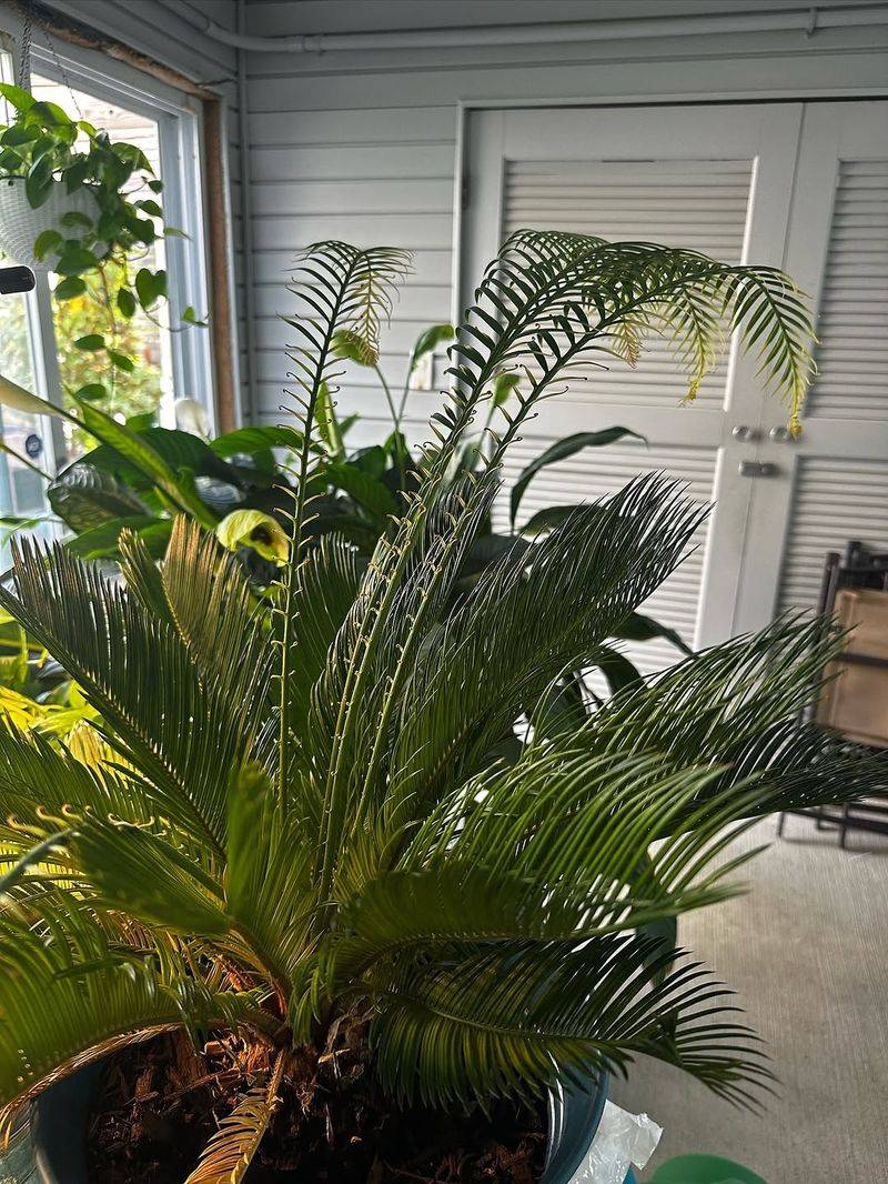Avoid Overwatering Your Sago Palm