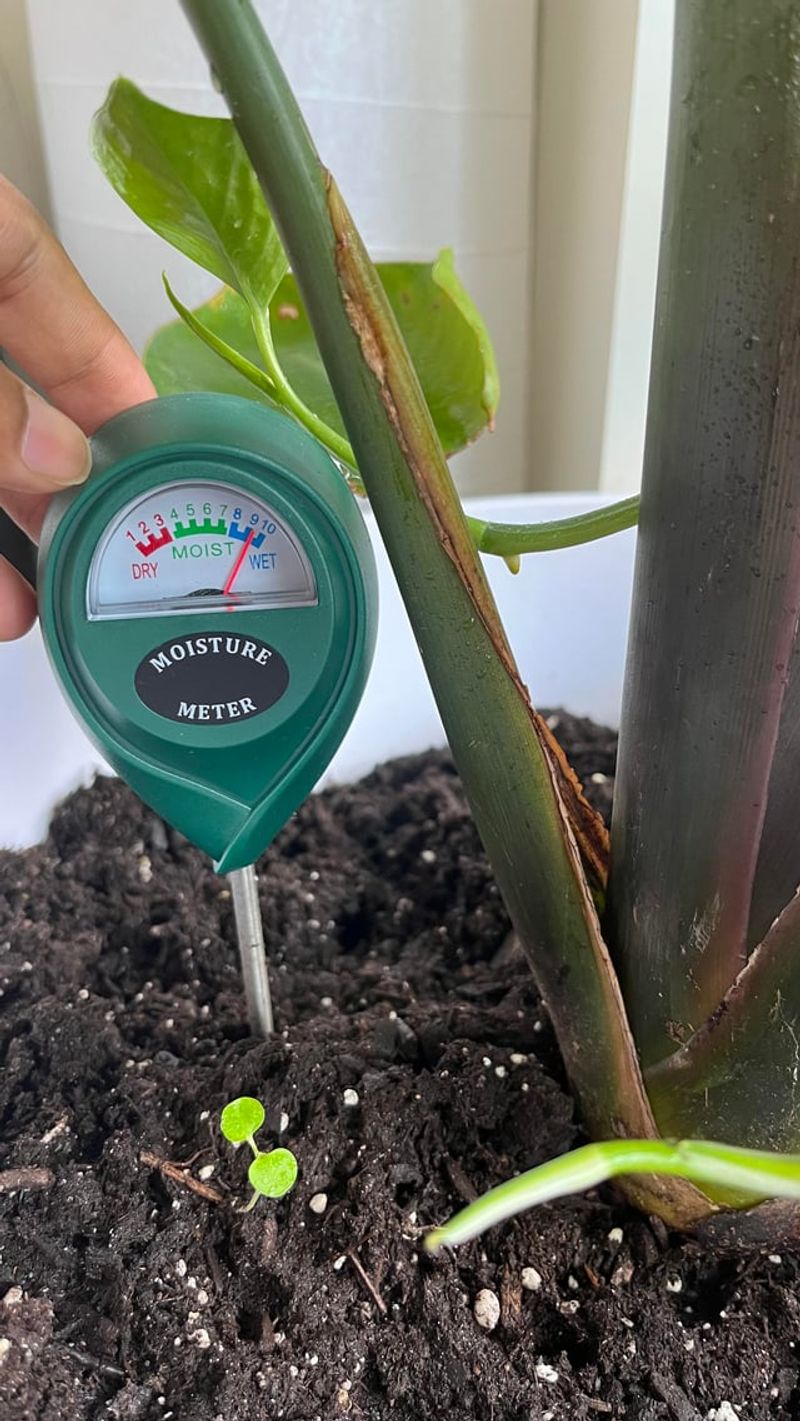 Inconsistent Watering Slows Growth And Bloom Development