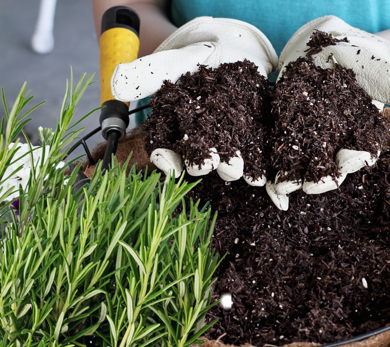 Choose Fast Draining Soil Over Rich Heavy Mixes