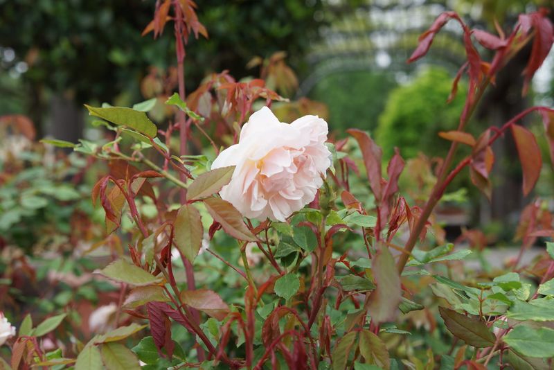Try Spice Rose For Compact Heat Loving Color